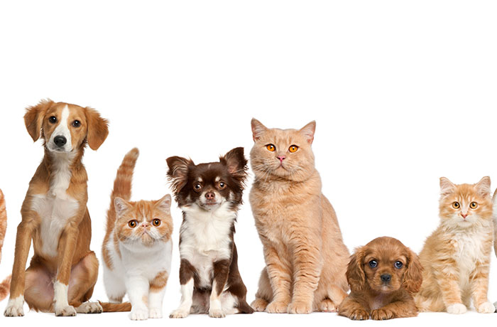 petstore